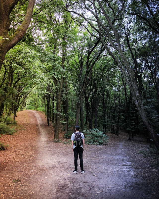 Man at a road in the wood that diverges one path bright the other dark.